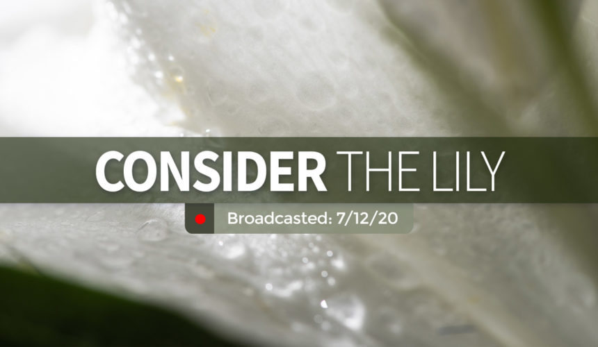 Consider the Lily | Sunday – July 12, 2020